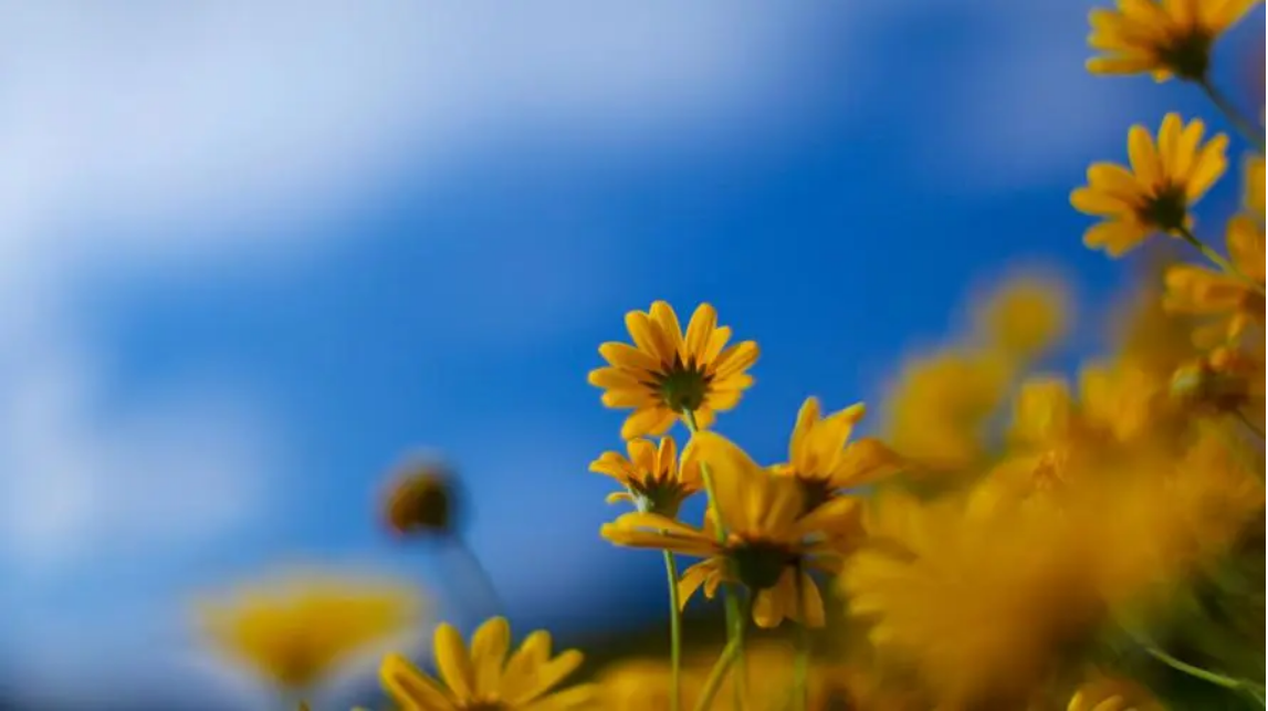 我可以一份SEM/信息流广告投放代运营