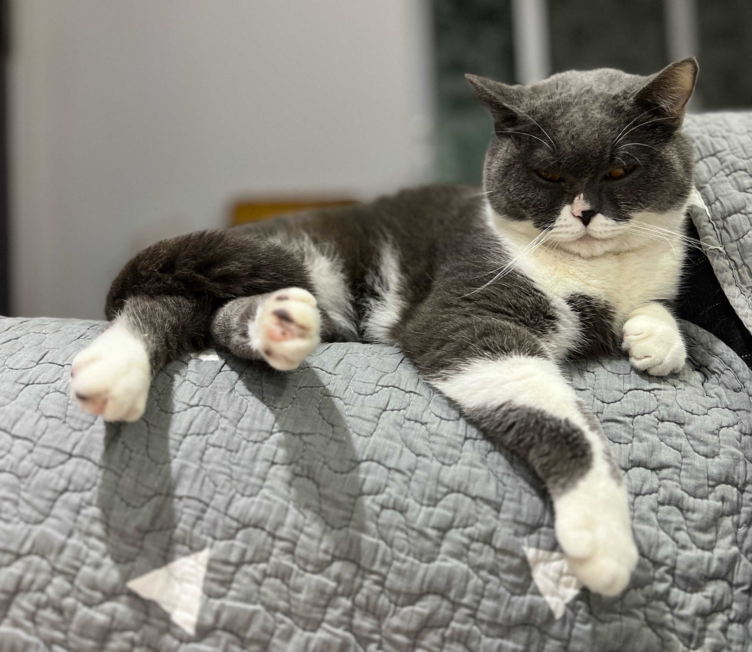 我可以周末广州市区内帮忙一次喂猫，铲猫屎，并带走垃圾