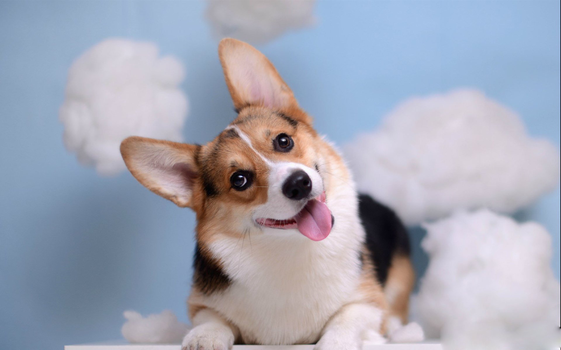 我可以做100-1000字以内英文翻译和厦门本地的英文口译，有更多字数需求的小窗咨询