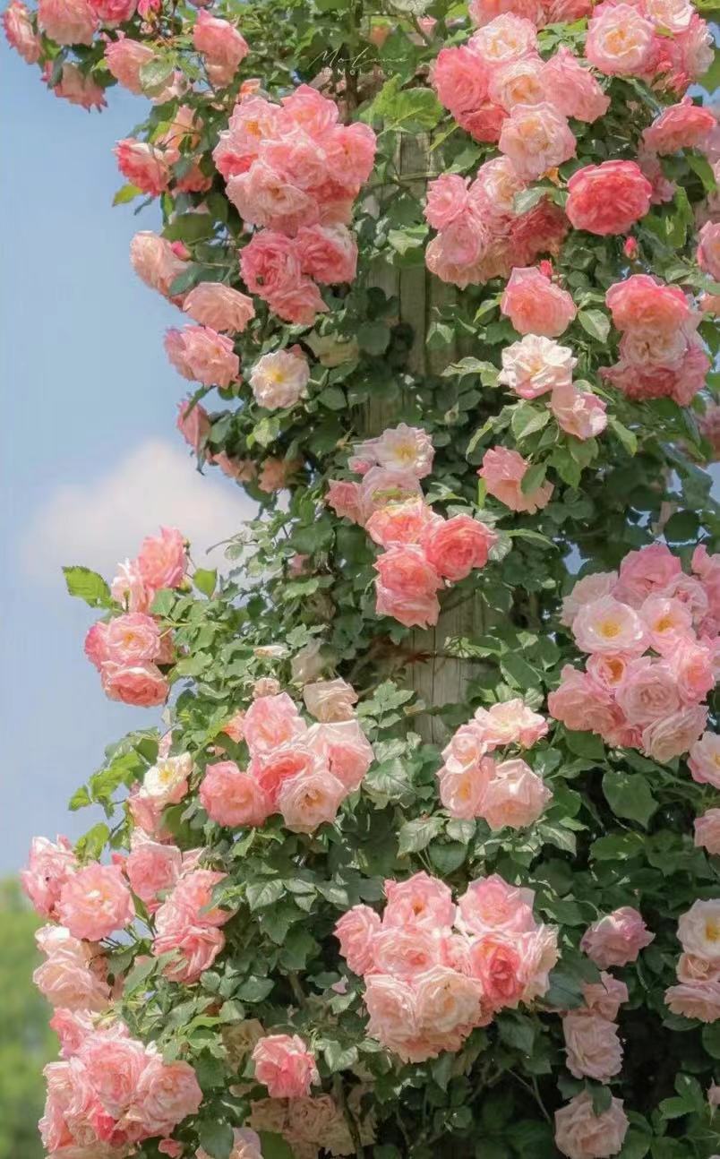 我可以根据不同的意境要求，写100-2000字的短篇文字