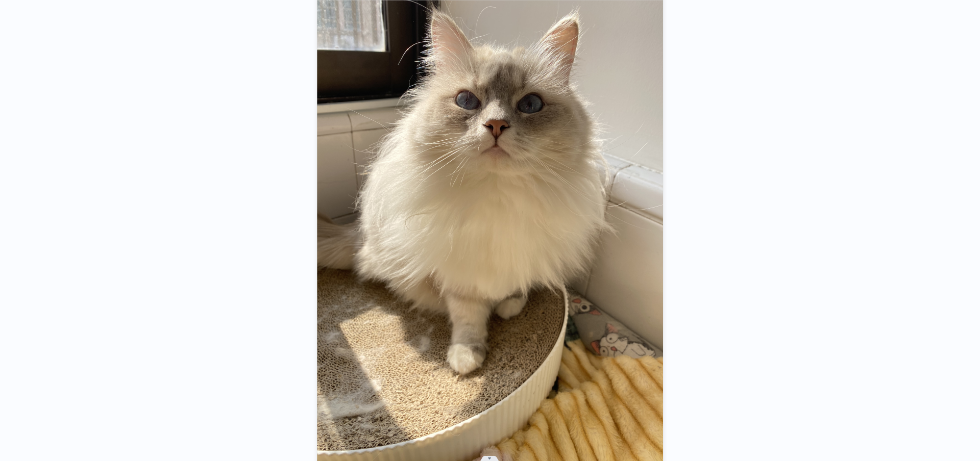 我可以上门喂猫一天一次