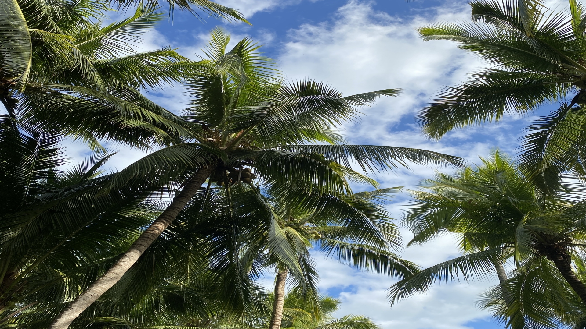 我可以根据具体的产品对其进行相应的推广推广及在一天内做出相应活动的活动策划