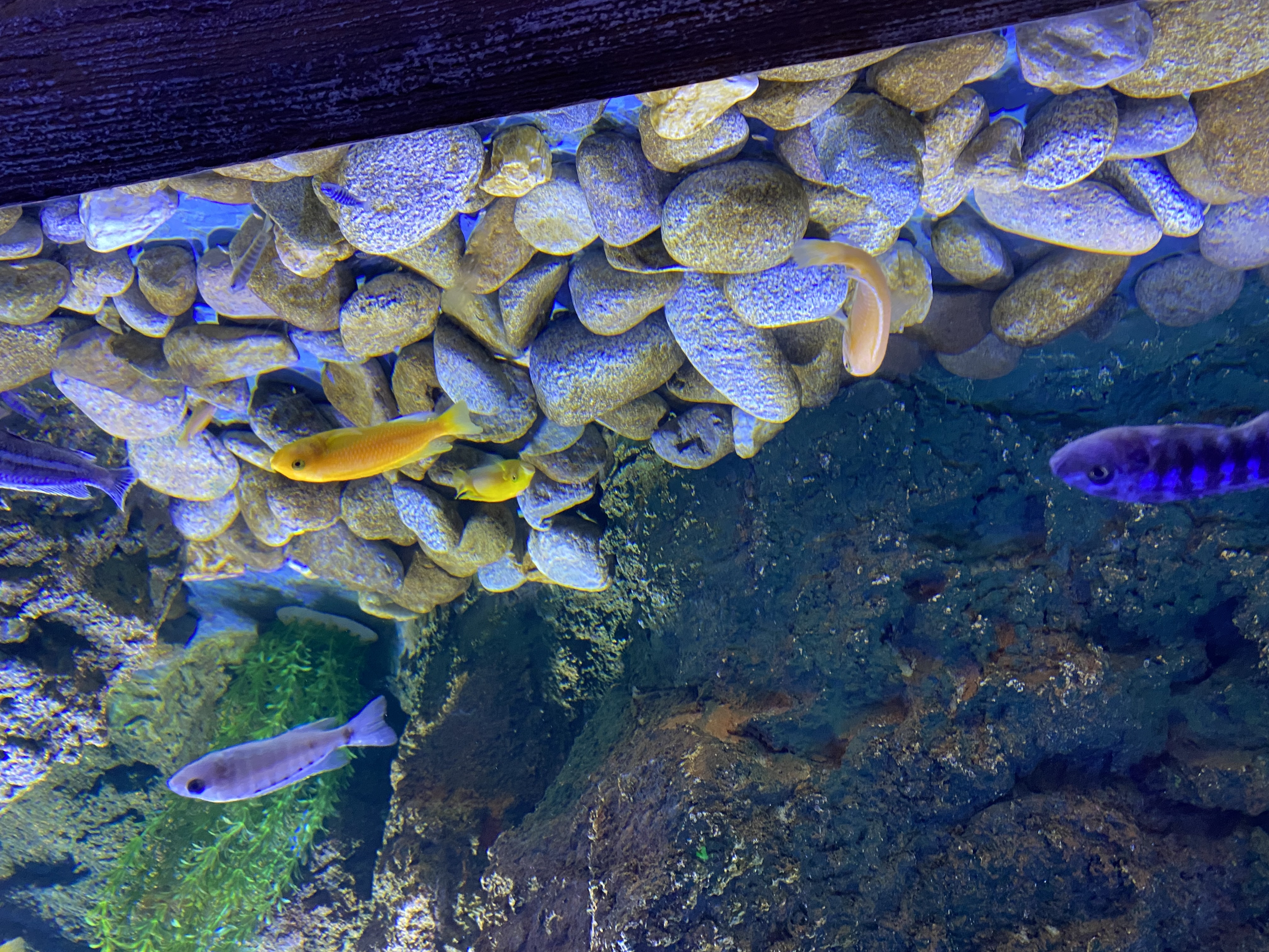 我可以实现一个网站页面