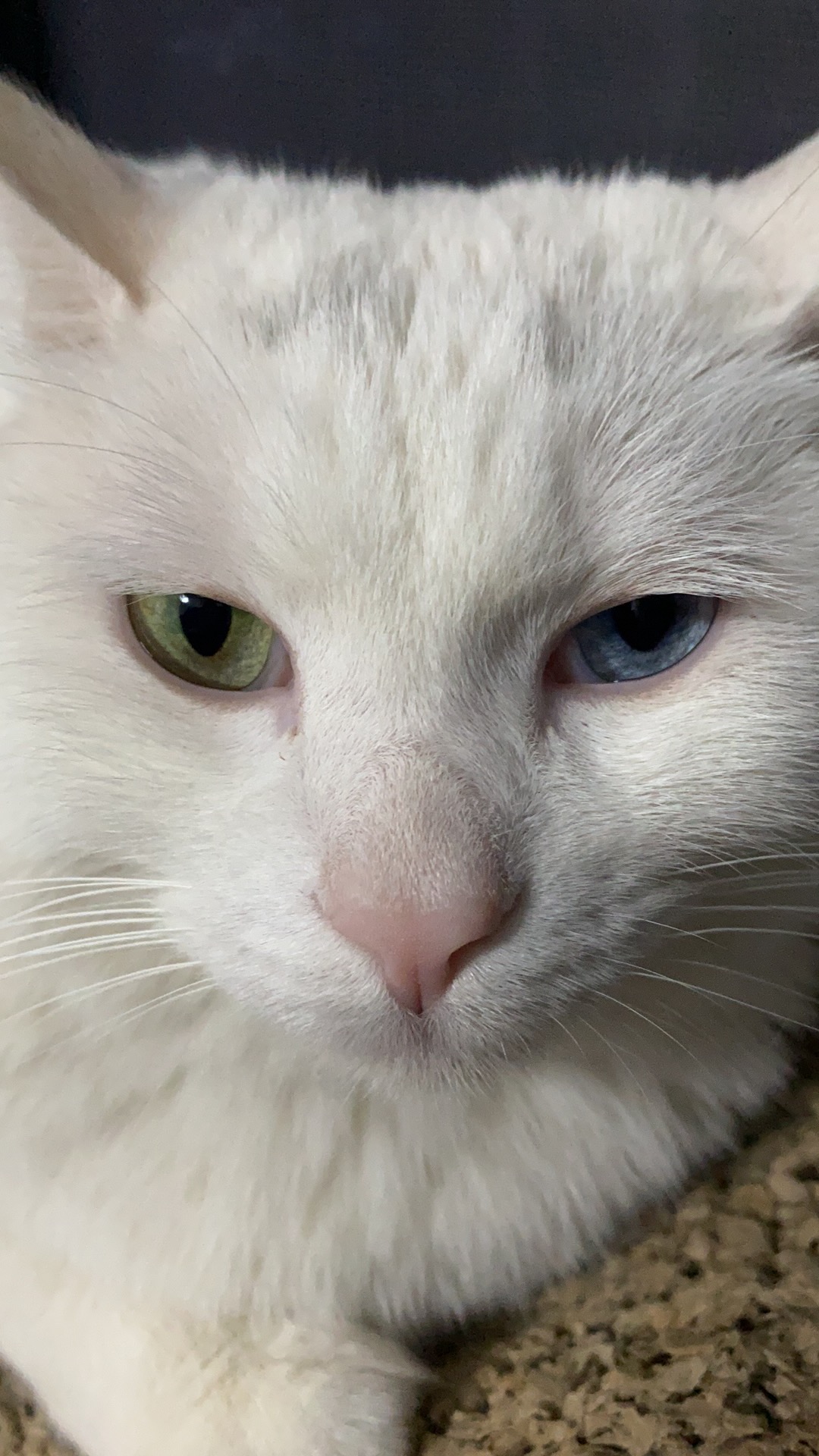 我可以排版设计+撰写字文章+视频15s剪辑