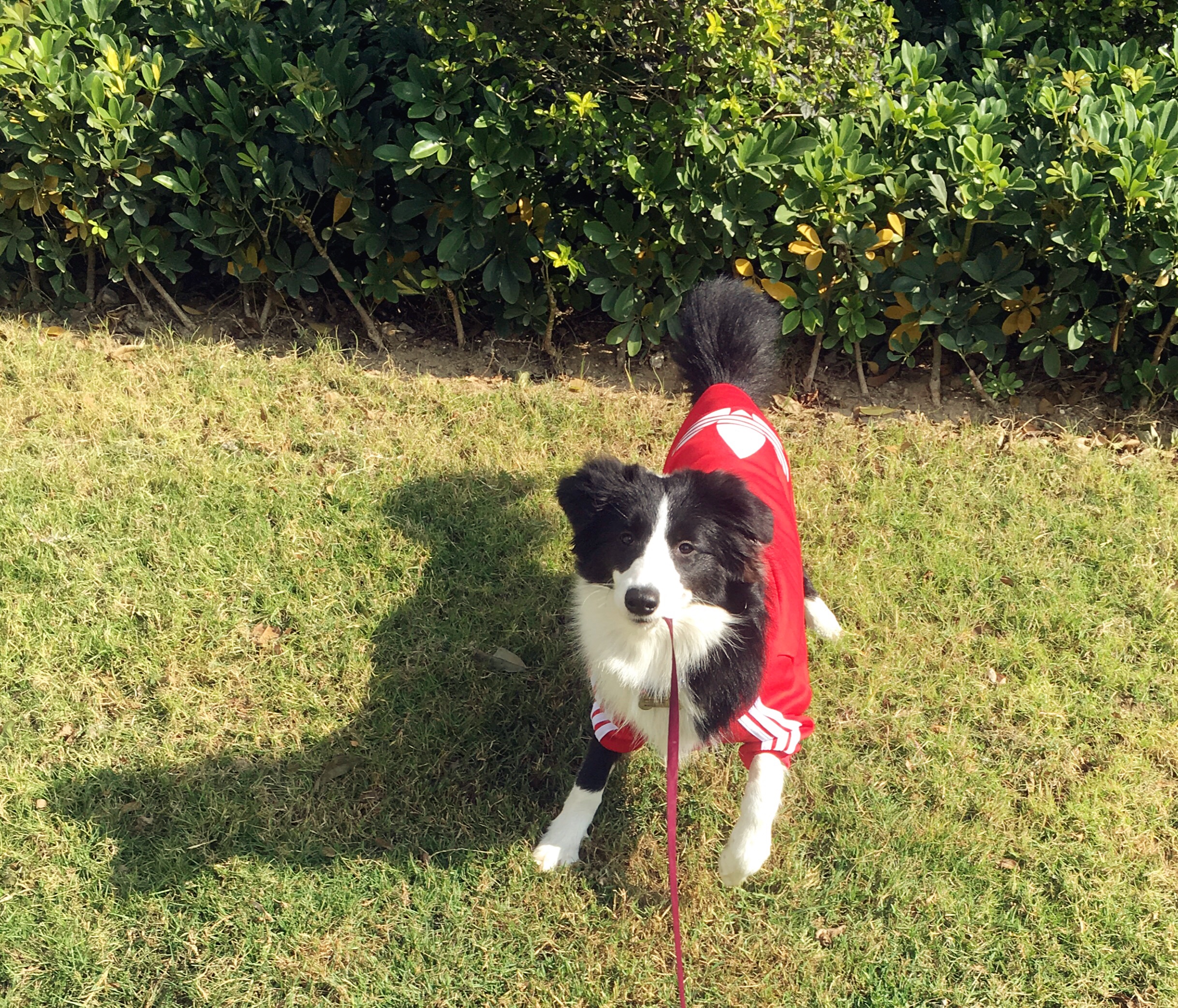 我可以遛一只狗遛一只猫、游戏陪玩、搞家务、叫醒服务