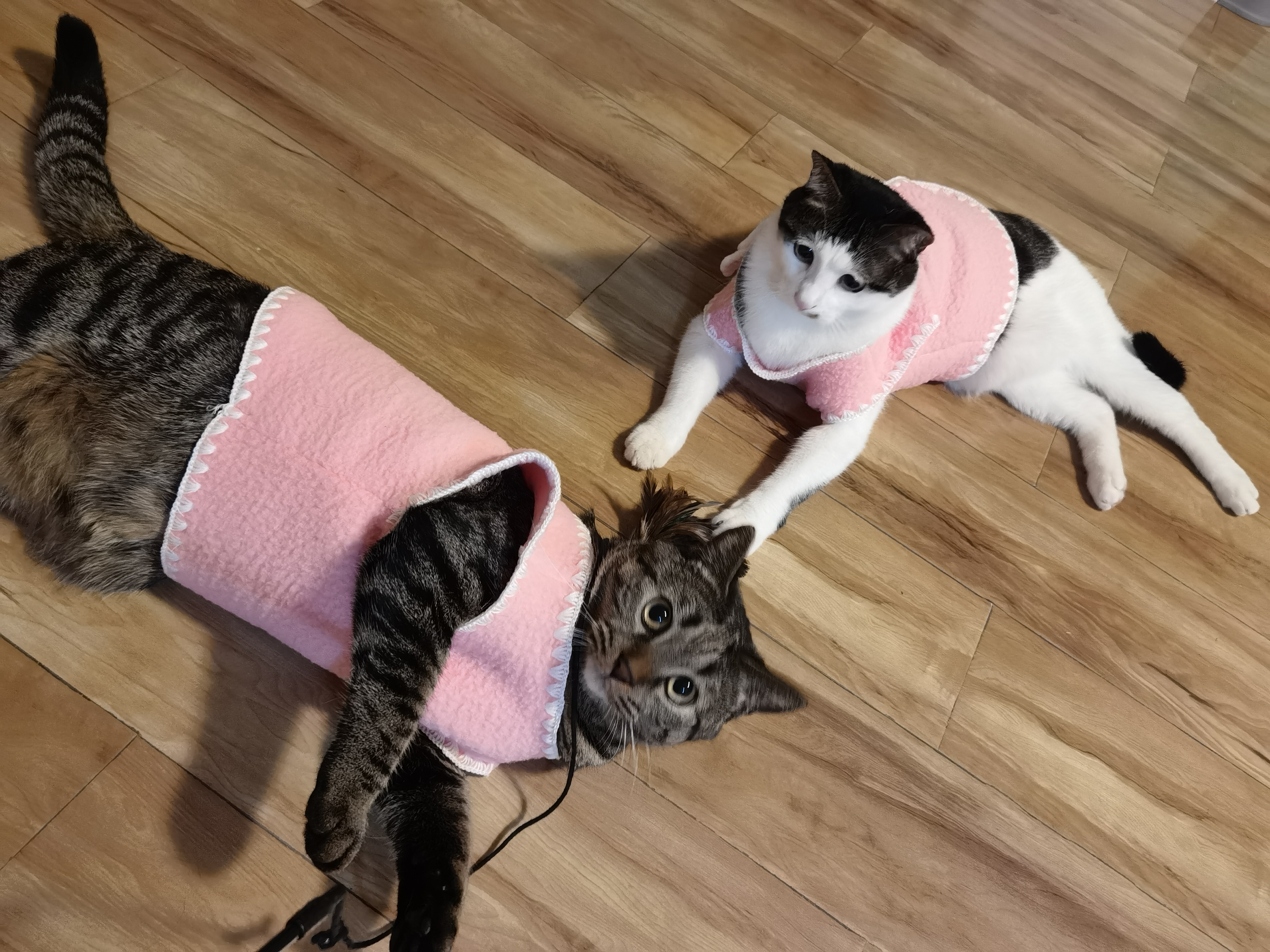 我可以上门喂猫、铲屎，以及陪猫主子玩15分钟(西安)