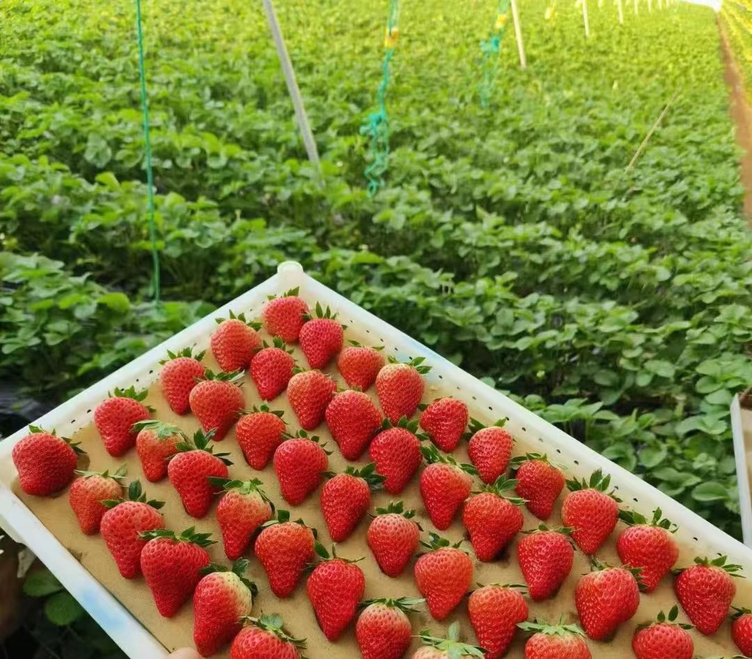 我可以制度编写制作1个旅游兼职编写100字文案等等