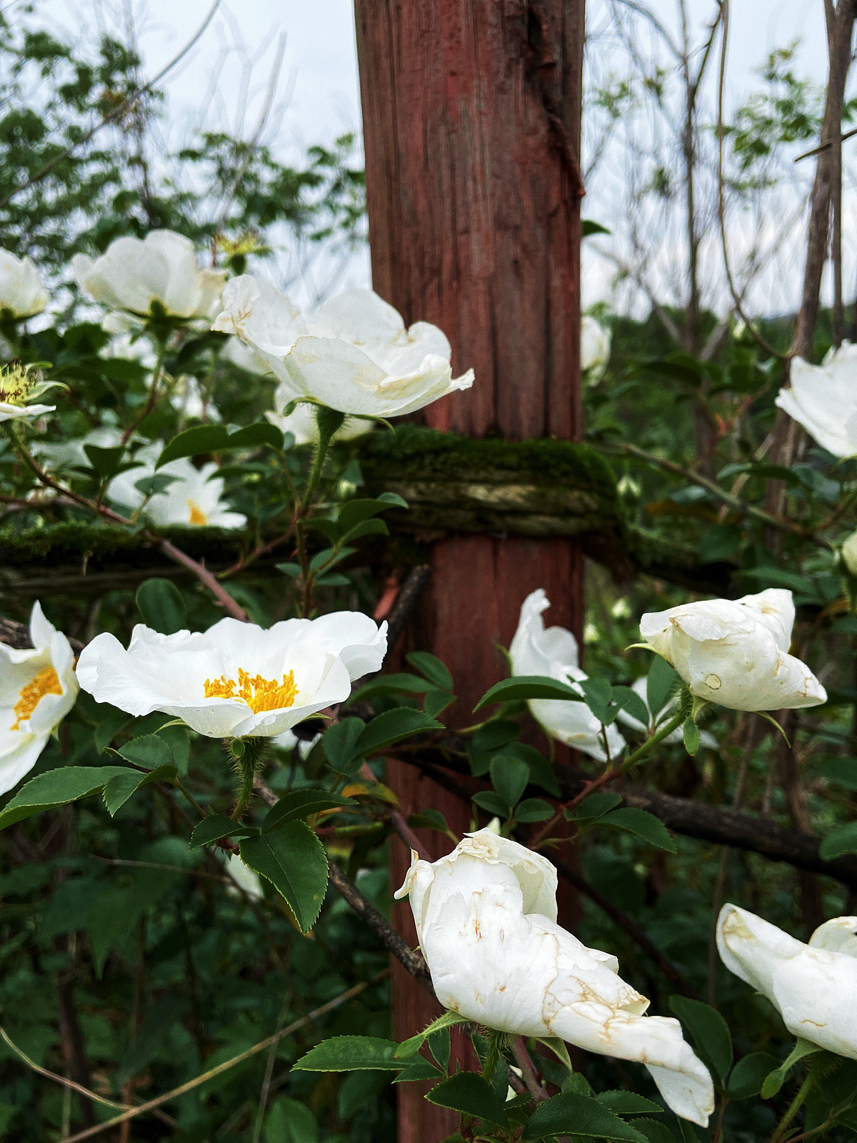 我可以3小时一张海报