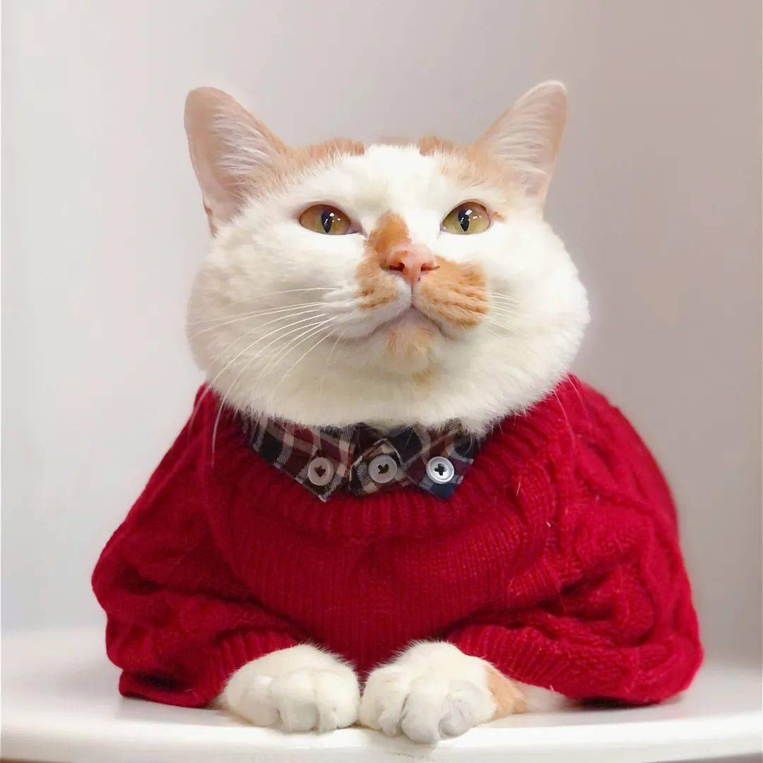 我可以做1套完整的移动端UI设计