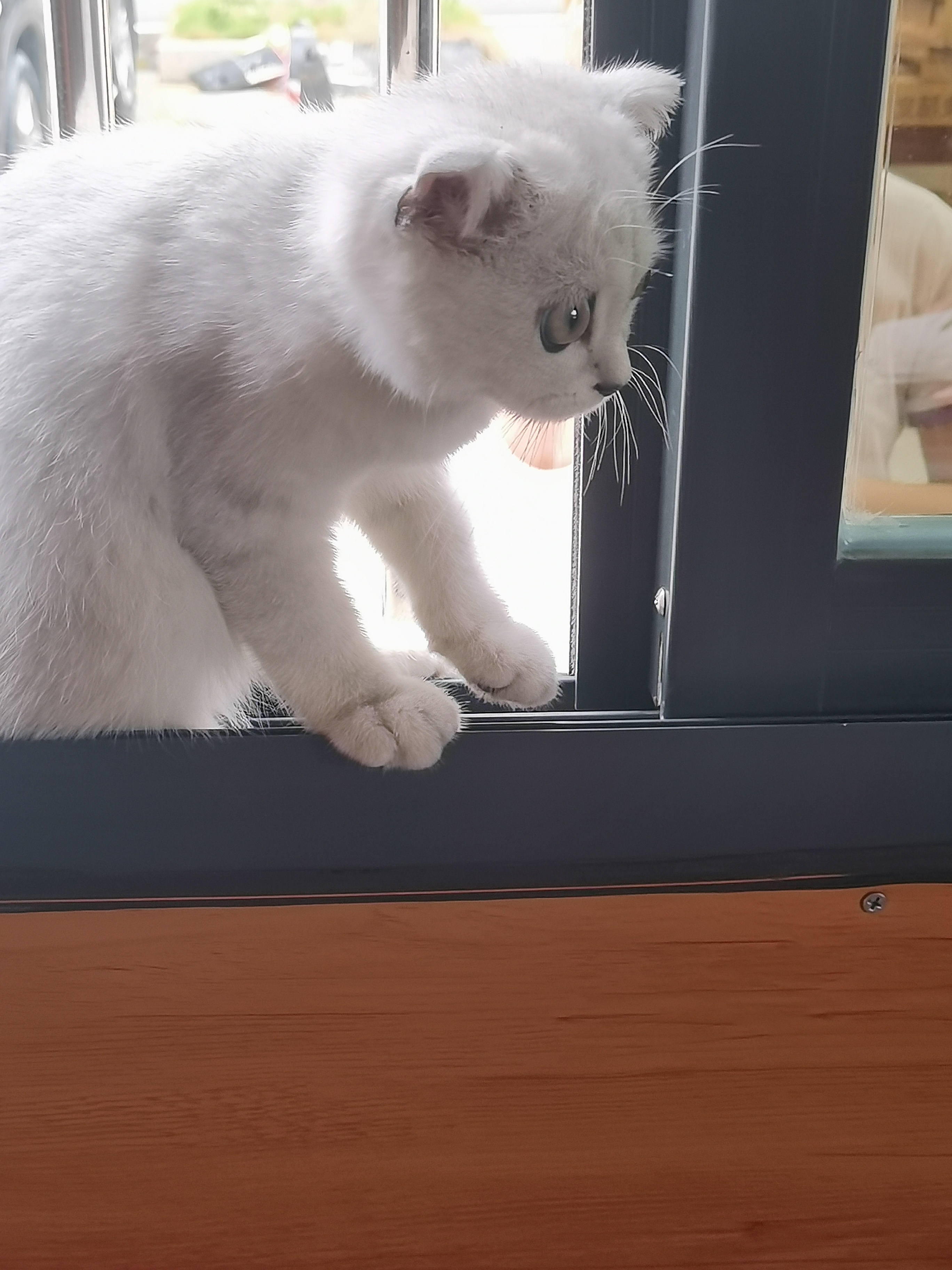 我可以完成推文的排版，2天内完成