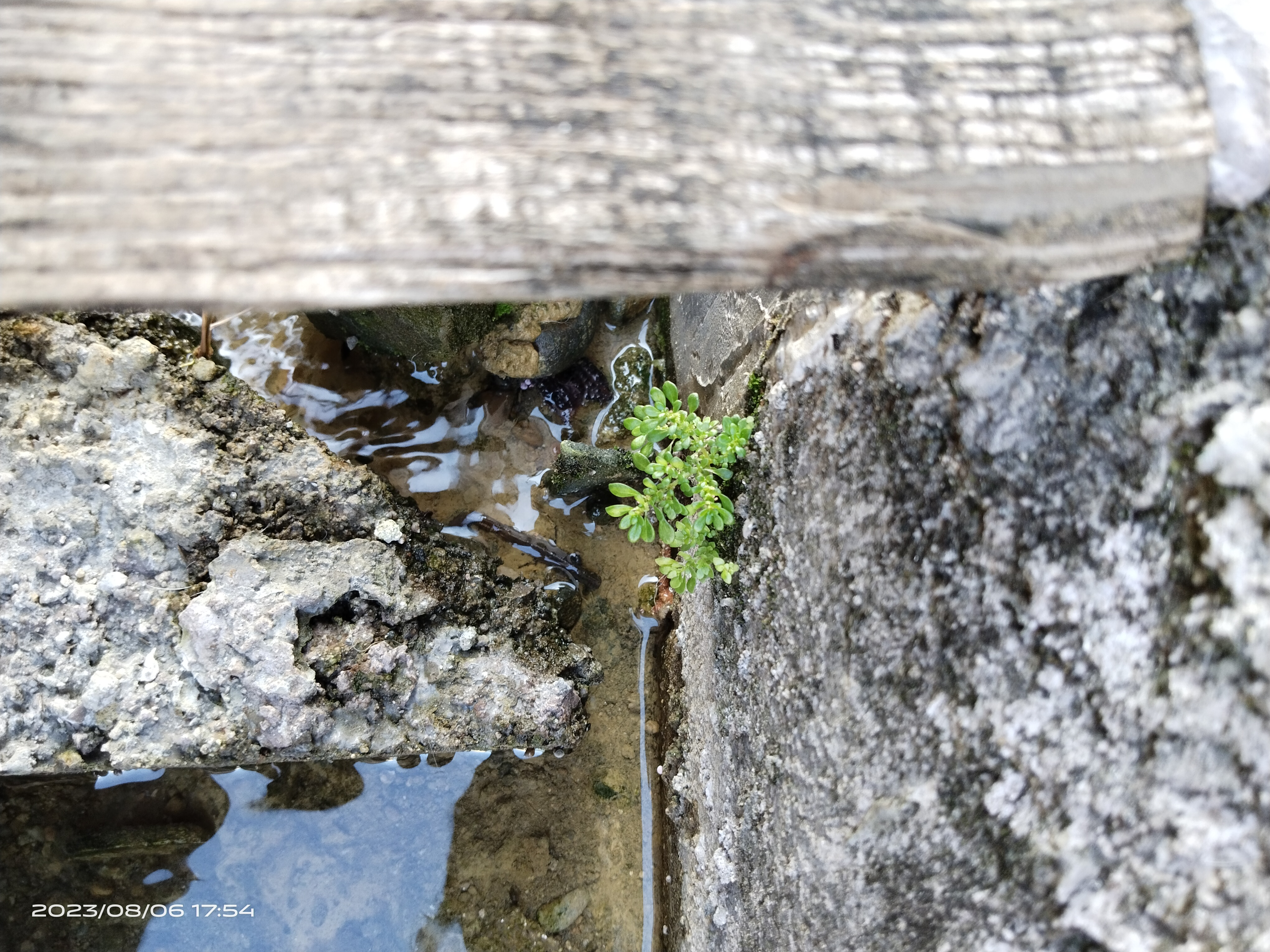 我可以1  我可以完成女声配音和小动物配音 2我可以完成一分钟以内的视频配音3我可以完成30秒内的视频剪辑