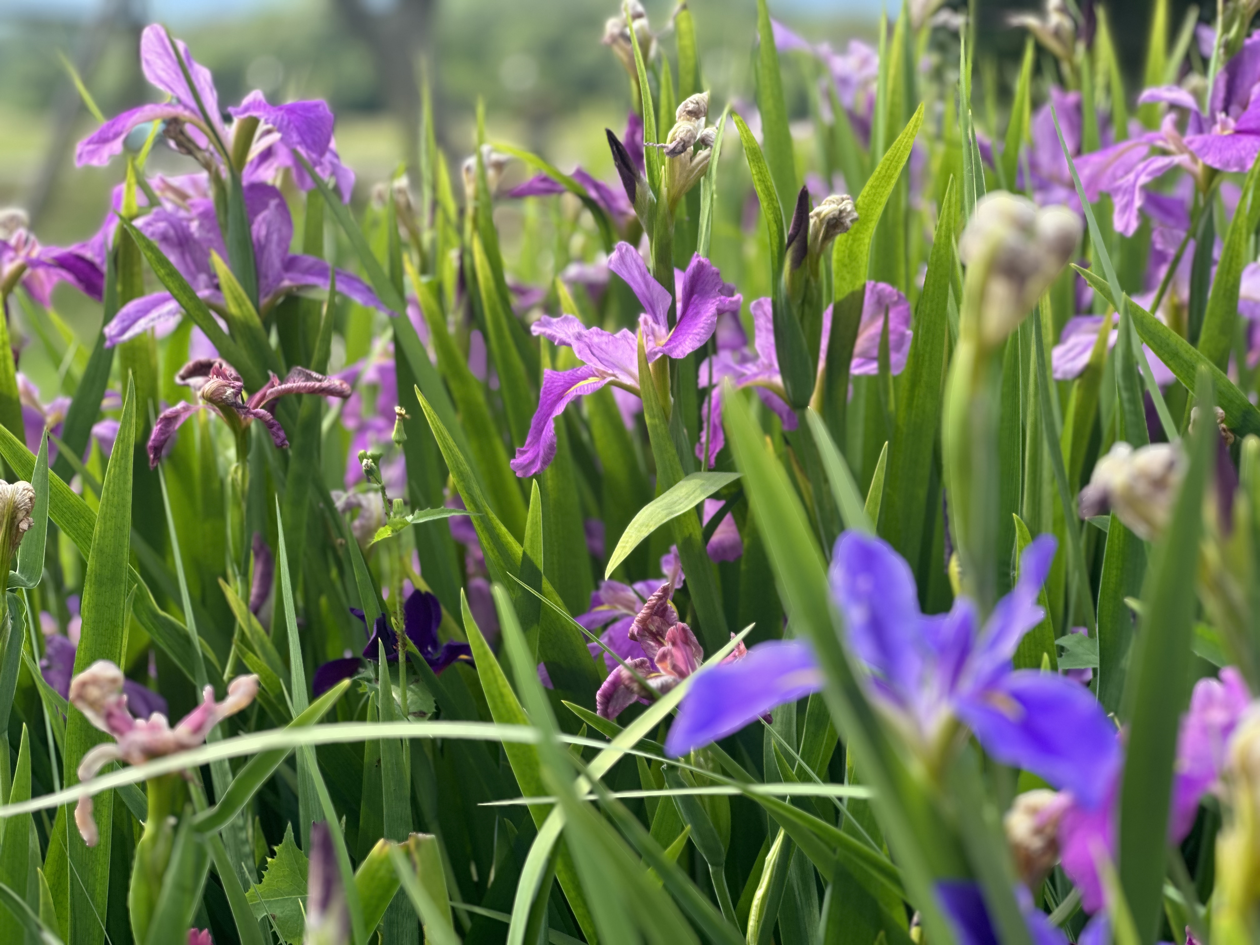 我可以完成1000字以内微信公众号运营和设计