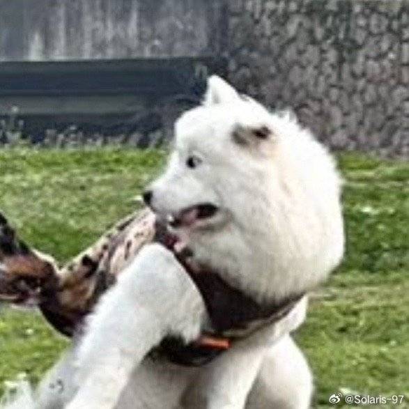 我可以运营公众号，写1000字文章