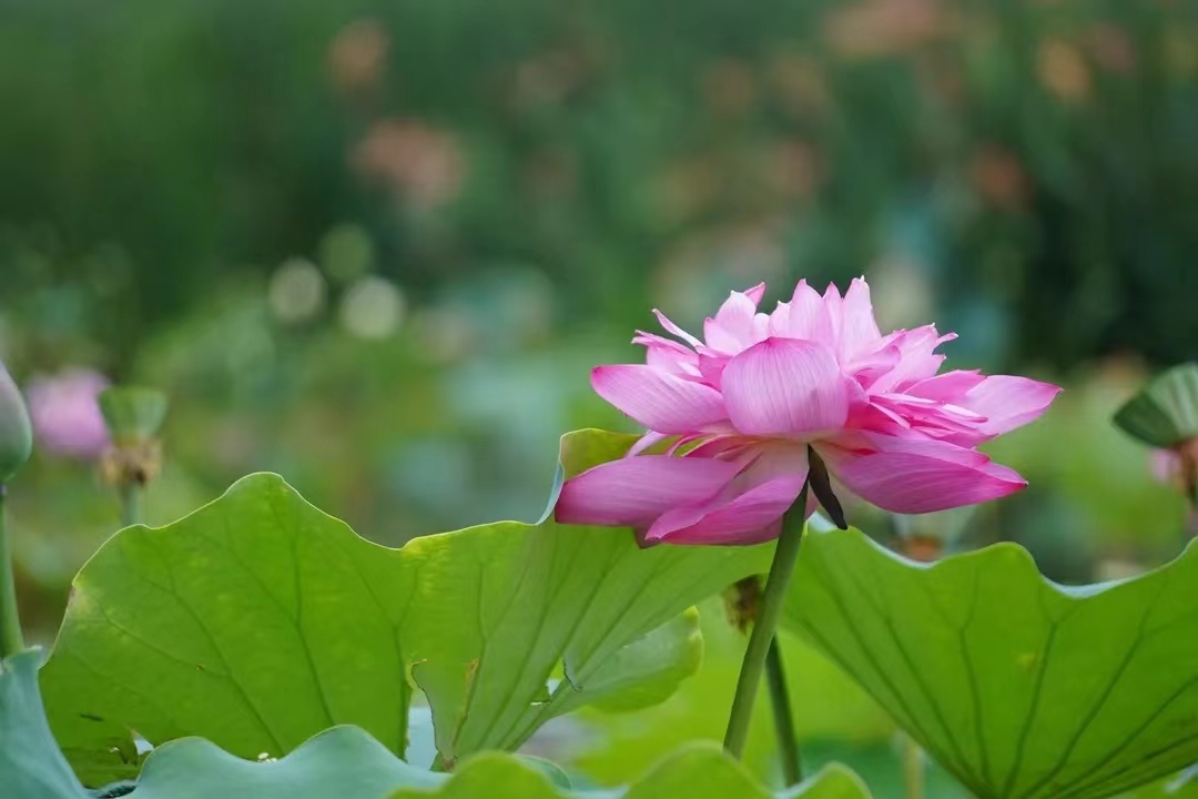 我可以电商运营淘宝客服一个小时可接待300人