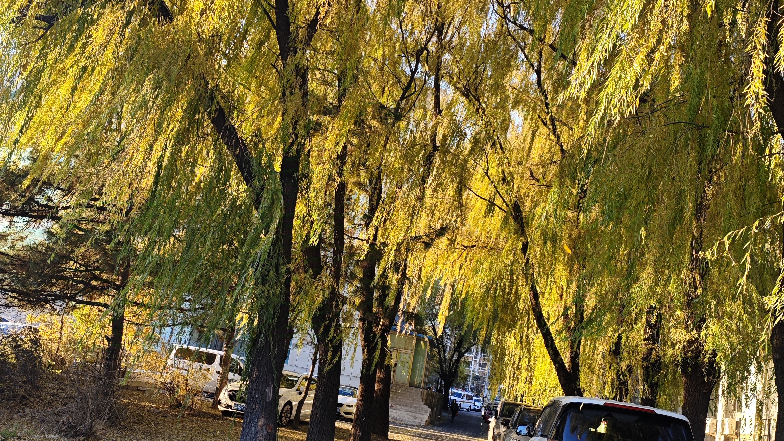 我可以制作PPT，熟练运用WPS等，可以剪辑15秒视频，完成500字文案编写可以