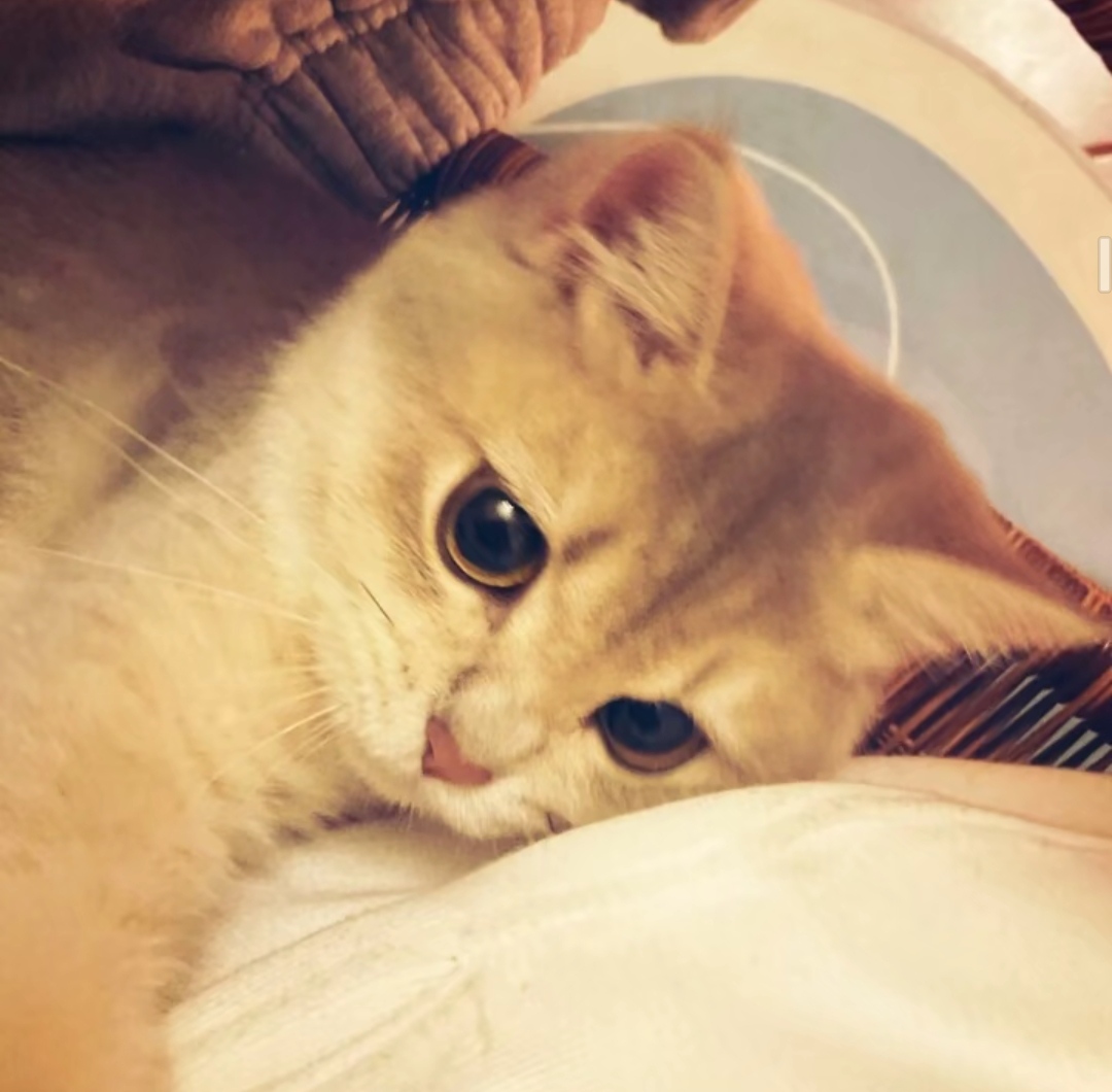 我可以陪你聊天 倾听你的烦恼 当你的情绪垃圾桶（一天）