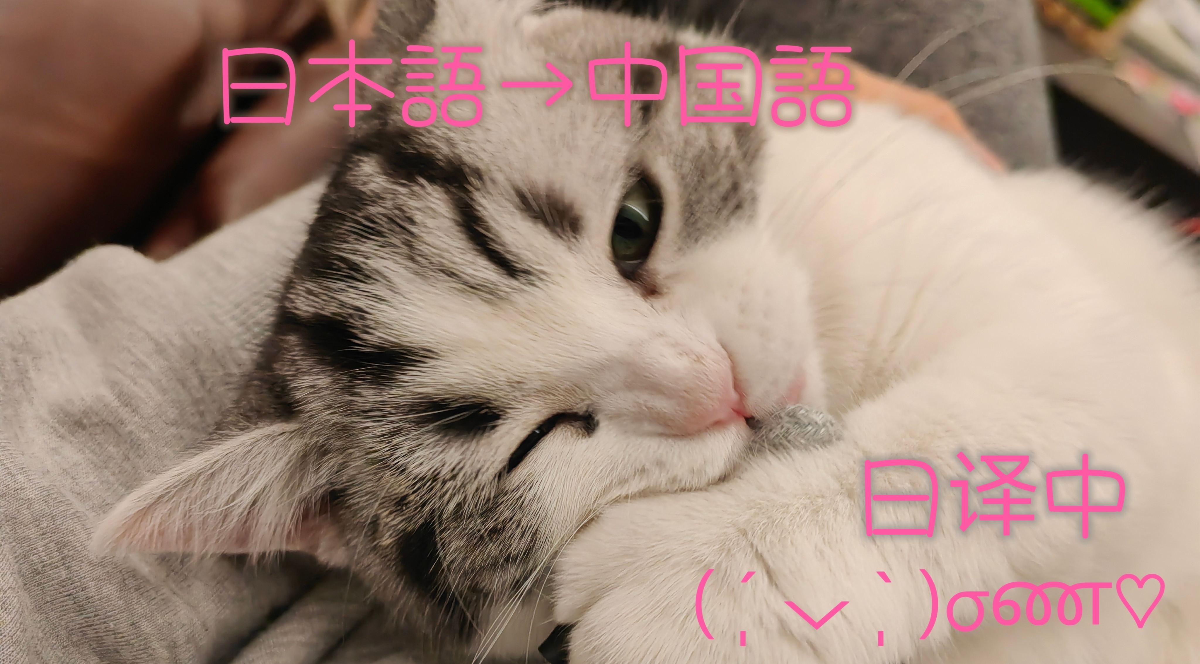 我可以完成500字日语文案翻译