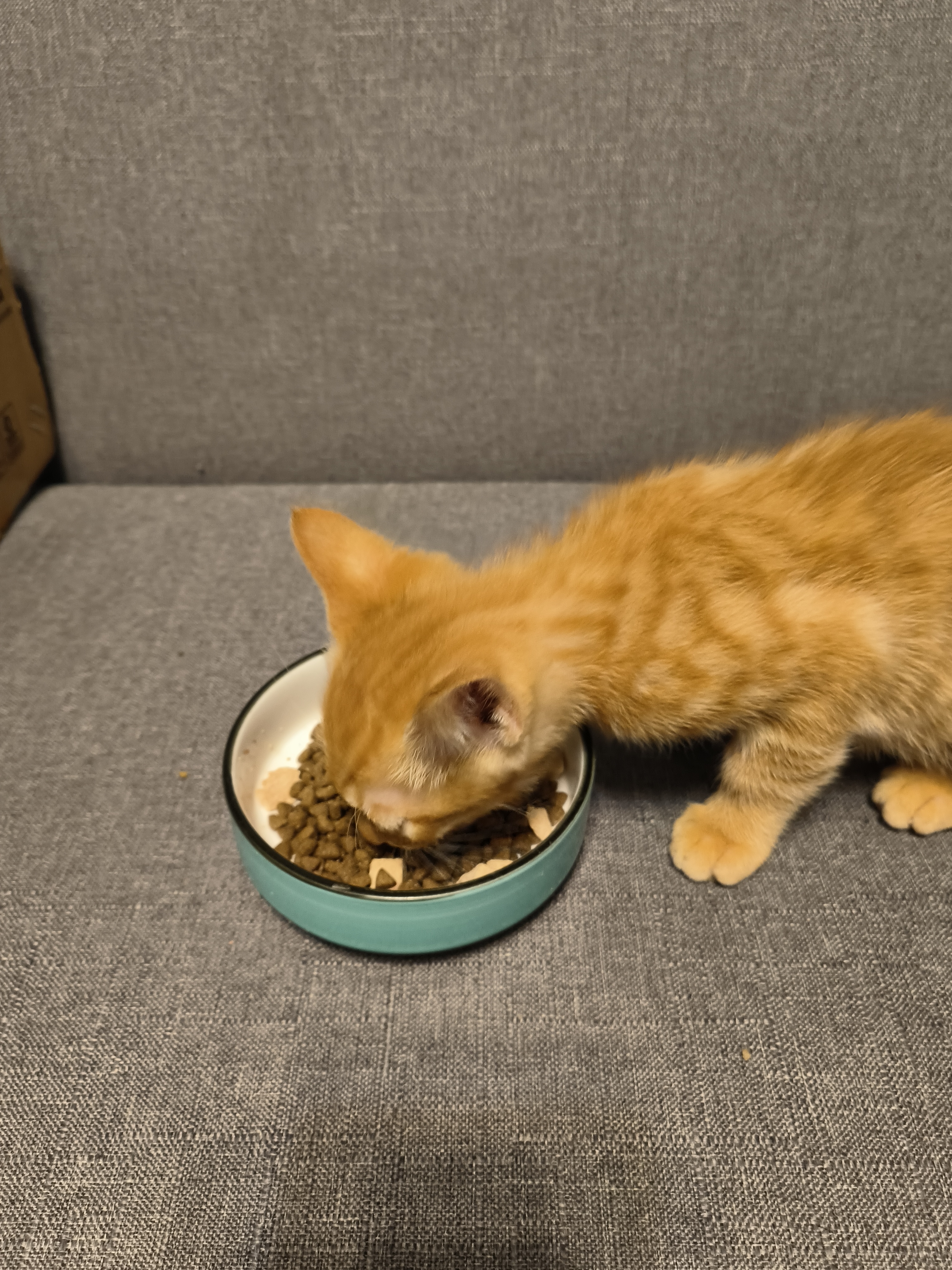 我可以完成一般软件开发