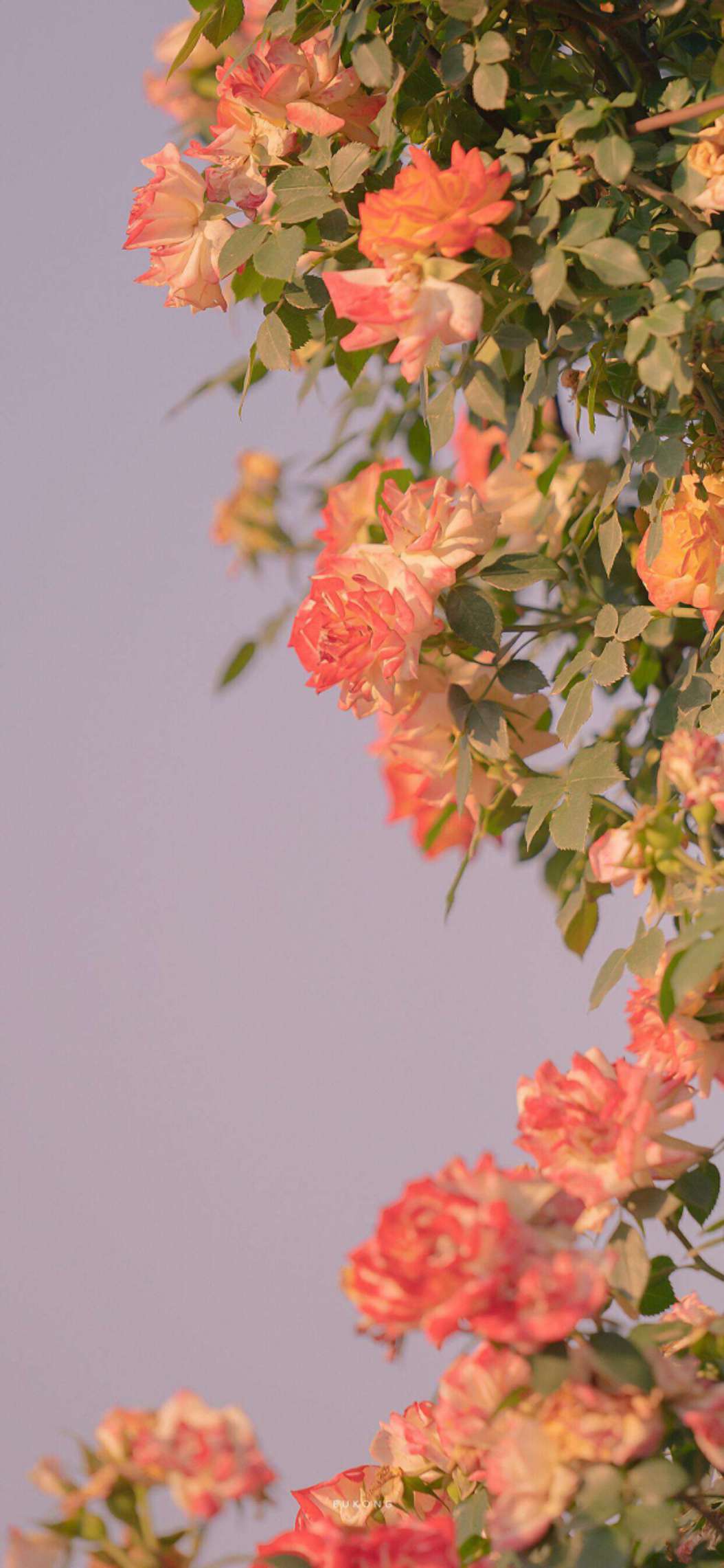 我可以帮你修图P图10张