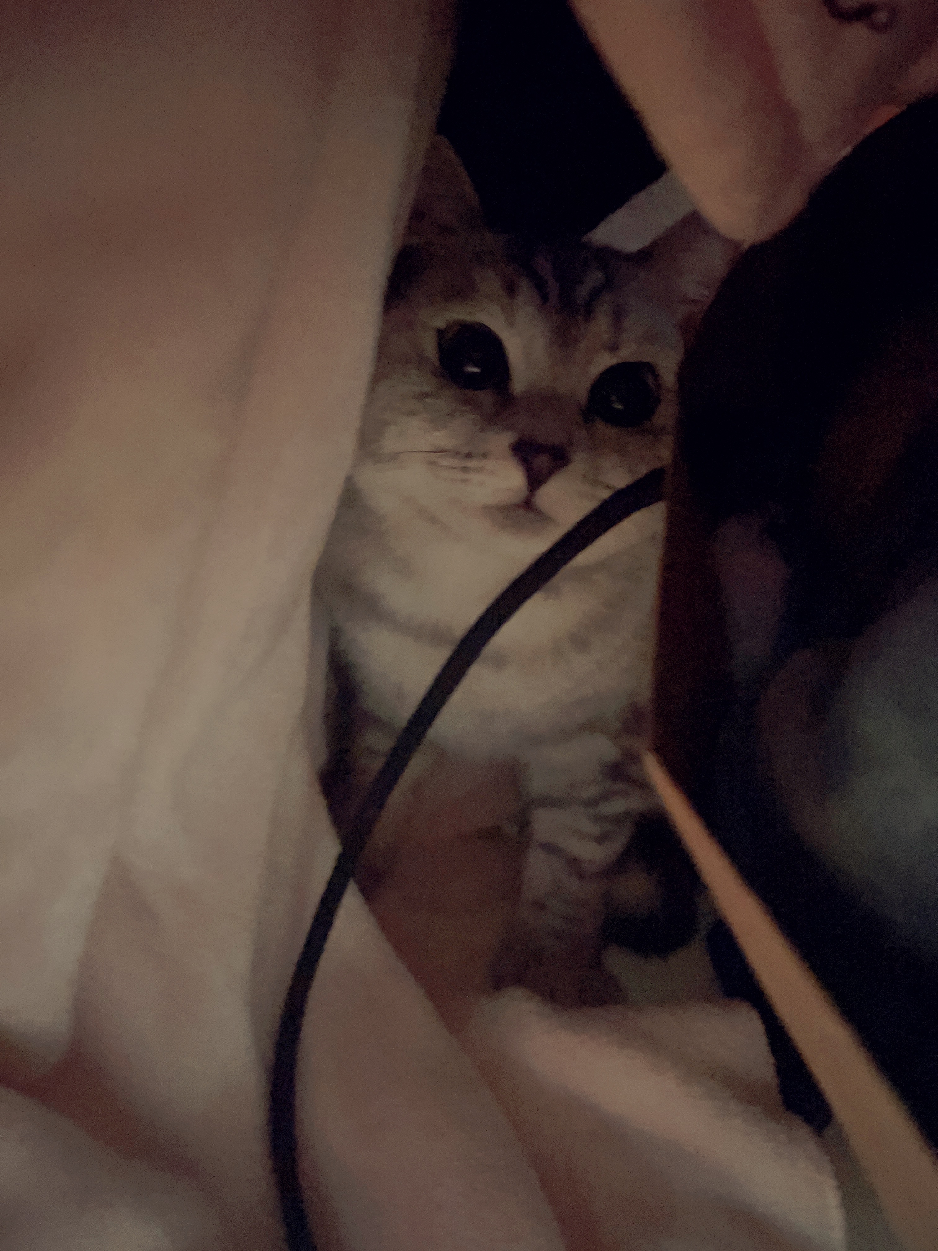 我可以从事一份销售工作