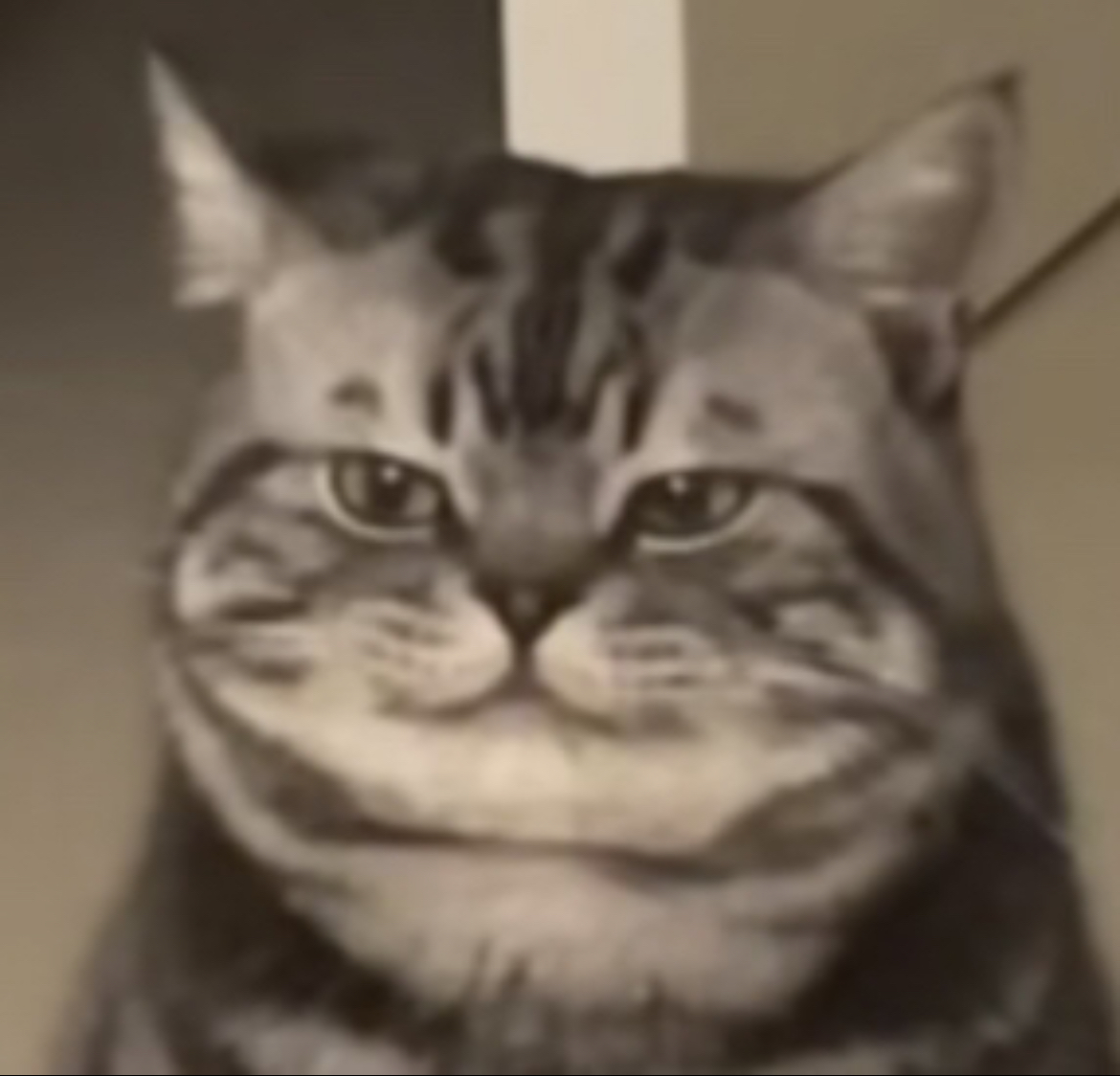 我可以完成10000zi繁体字、日语文献翻译整理