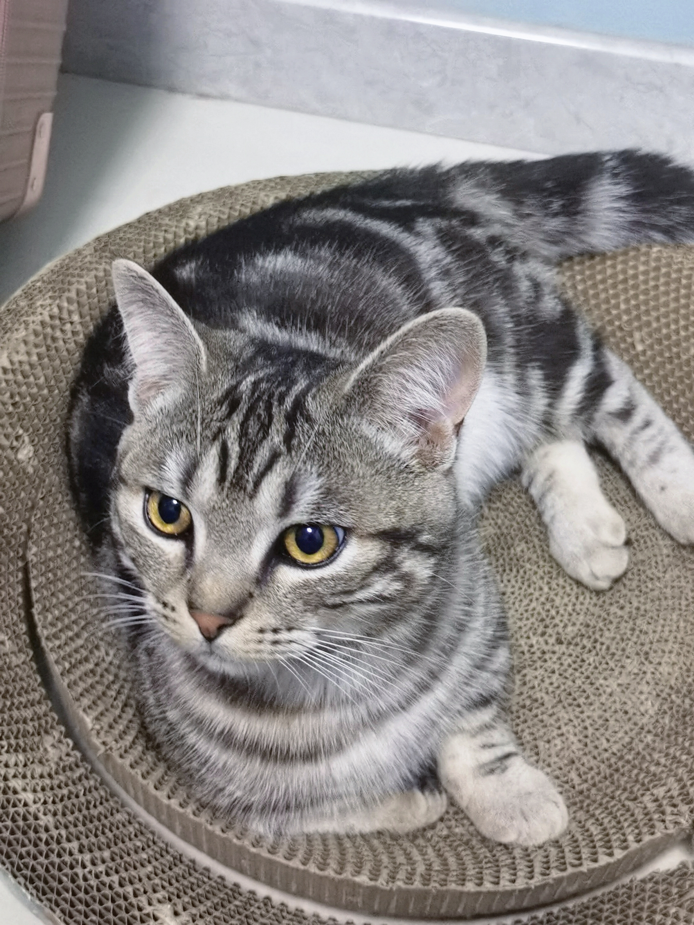 我可以完成15秒视频剪辑  音频字幕校正  图片精修  视频配音